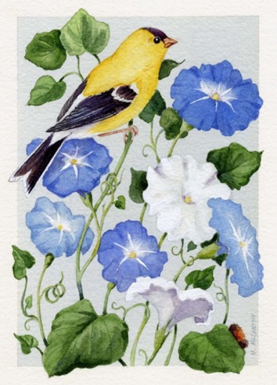 Goldfinch And Morning Glories Canvas Art - Maureen Mccarthy (12 x 17)