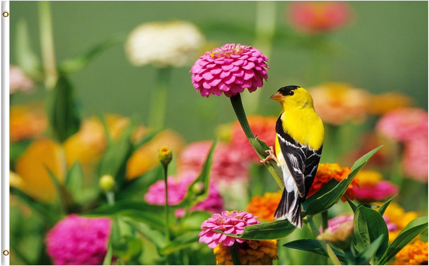 Goldfinch on Zinnia Cute Bird Floral Flowers Meadow Spring Summer