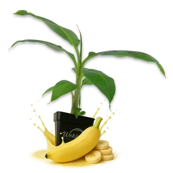 Goldfinger Banana Tree - 1 Live Plant in a 3 Inch Growers Pot - Musa Acuminata x Balbisiana - Edible Fruit Bearing Tree for The Patio and Garden