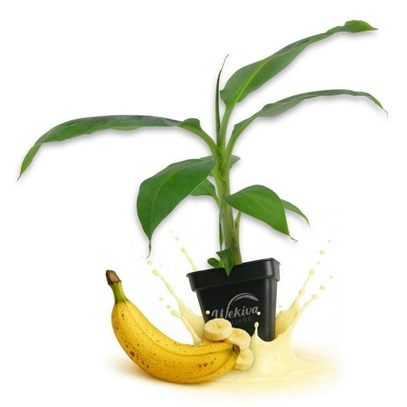 Lacatan Banana Tree - 3 Live Plants in 3 Inch Growers Pots - Musa Acuminata - Edible Fruit Bearing Tree for The Patio and Garden