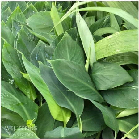 Goldfinger Banana Tree - Musa - Live Plant