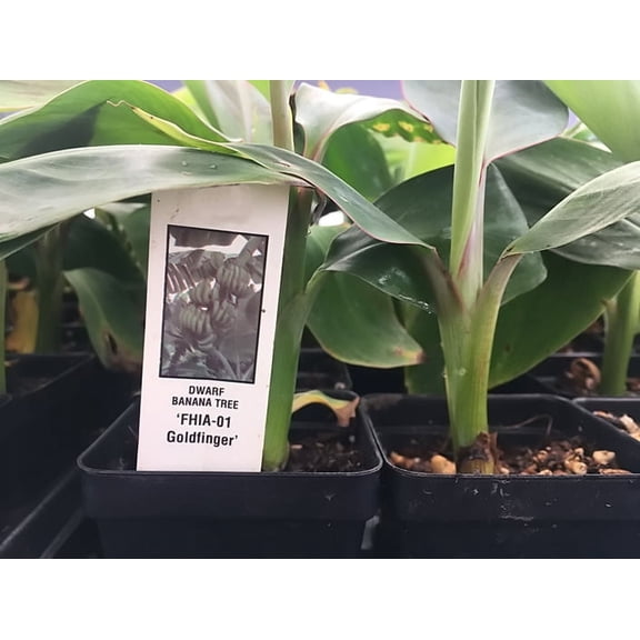 Goldfinger Dwarf Banana Plant FHIA-01 Goldfinger Desert Banana