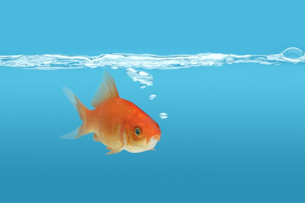 Goldfish (Carassius Auratus) Canvas Art - Don Hammond Design Pics (34 x 22)