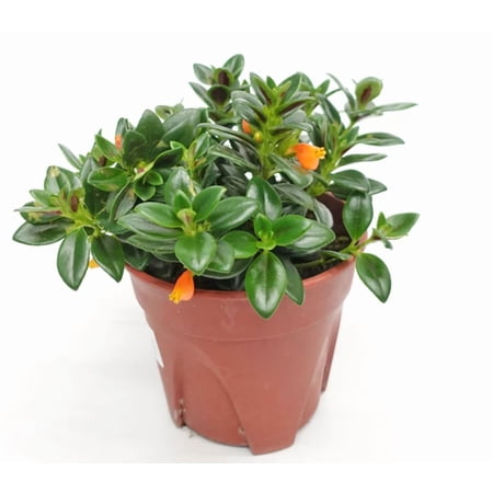 Goldfish Live Plant Columnea Nematanthus Plant 4"Pot