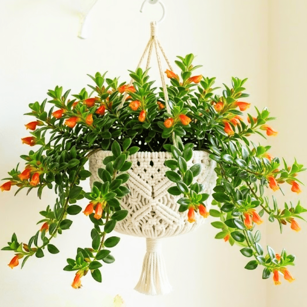hanging terracotta planter Color Dipped Hanging Clay Pot