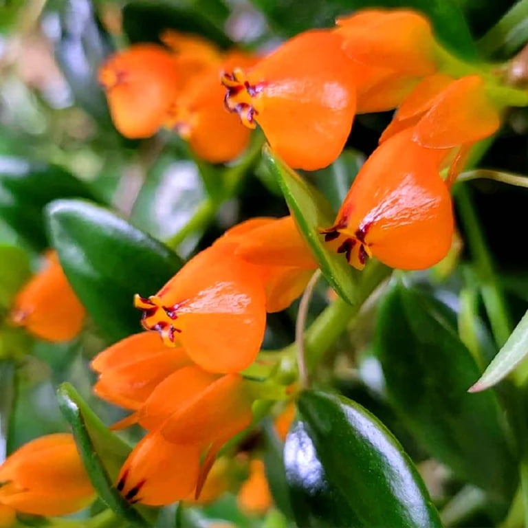 Goldfish Plant Live For Planting, In 4" Pot, Trailing Goldfish House Plant  Indoor Outdoor - Walmart.com