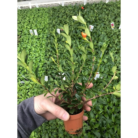 Goldfish Plant ~ Live and Healthy ~ for Home and Office