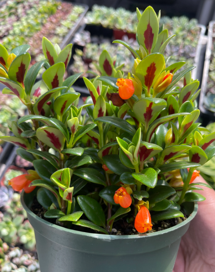 Goldfish Plant Live for Planting, Adoarable Live Indoor Plant, 2 inch Pot