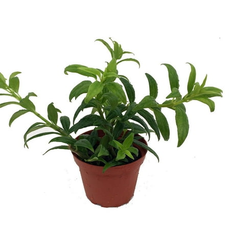 Goldfish Plant - Nematanthus gregarius - 2.5" Pot - Blooms Frequently!