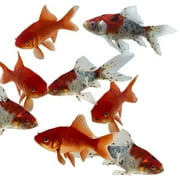 Goldfish Pond Pack #3 (Includes Shubunkins & Comets) by Toledo Goldfish