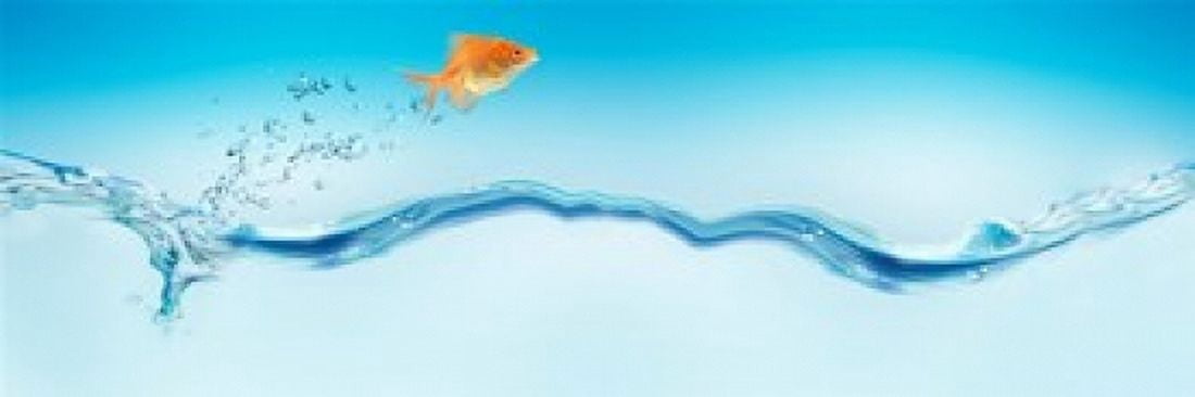 Goldfish jumping out of water Canvas Art - Panoramic Images (18 x 6)