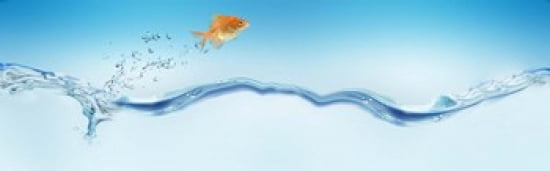 Goldfish jumping out of water Canvas Art - Panoramic Images (36 x 12)