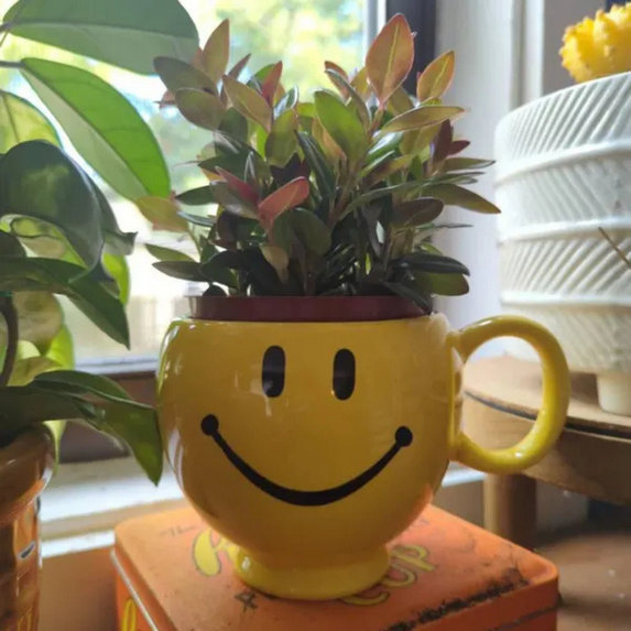Goldfish plant, Columnea Nematanthus, Live Plant in 4" Pot