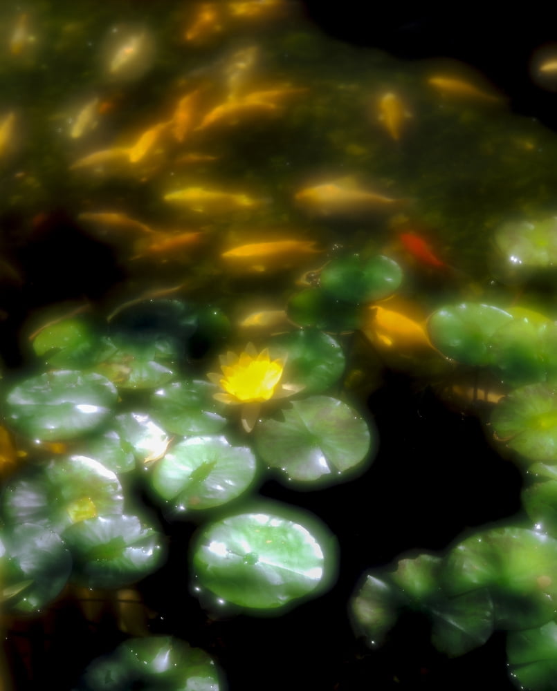 Goldfish swimming by lily pads in pond Canvas Art - Panoramic Images (28 x 22)
