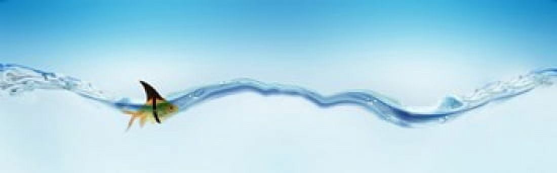 Goldfish wearing shark fin Canvas Art - Panoramic Images (36 x 12)