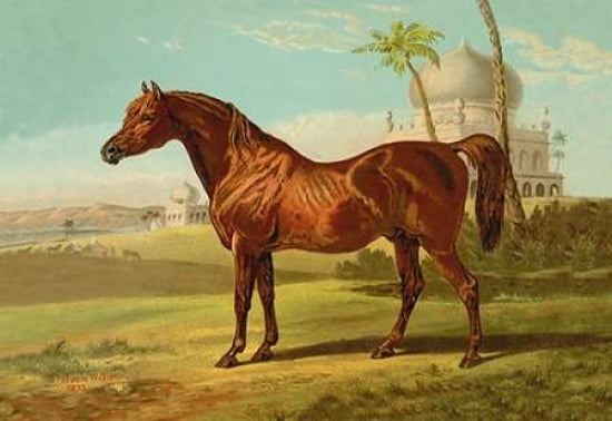 Goldie Arab 1900 Canvas Art - Samuel Sidney (12 x 18)