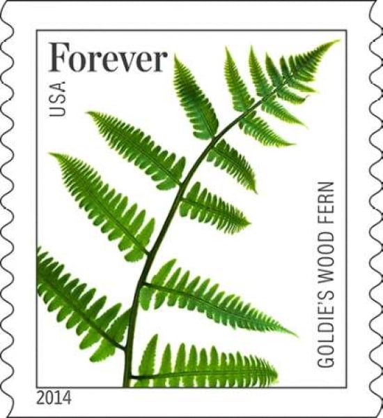 Goldies Wood Fern Canvas Art - US POSTAL SERVICE (24 x 24)