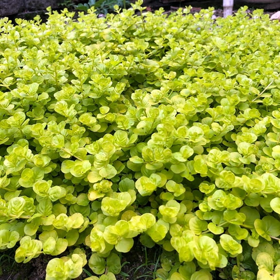 Goldilocks Moneywort - Lysimachia - Creeping Jenny - Gallon Pot