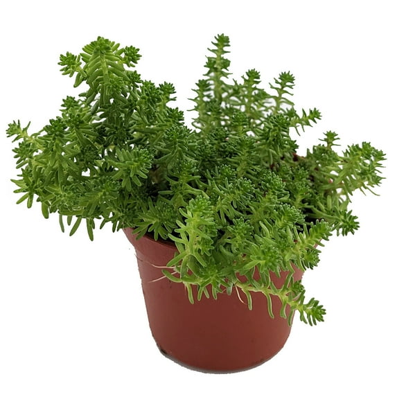 Goldmoss Sedum - Stonecrop Succulent - Sedum sexangulare - 2.5" Pot