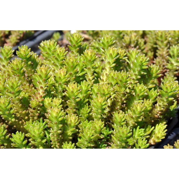 Goldmoss Sedum acre - Perennial - Stonecrop - Quart Pot