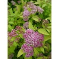 thumbnail image 1 of Goldmound Spirea, 1 of 3