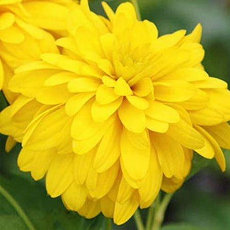 Goldquell Rudbeckia Flower Root - Perennial - Deer Resistant - Good as Cut Flowers