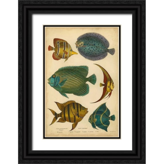 Goldsmith 13x18 Black Ornate Wood Framed with Double Matting Museum Art Print Titled - Goldsmiths Spinous Fishes