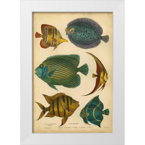 Goldsmith 23x32 White Modern Wood Framed Museum Art Print Titled - Goldsmiths Spinous Fishes