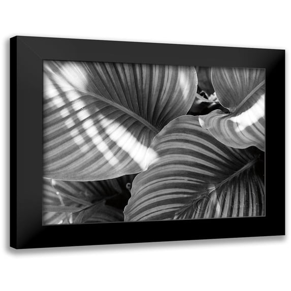 Goldstein, Ed 24x19 Black Modern Framed Museum Art Print Titled - Leaf Abstract V