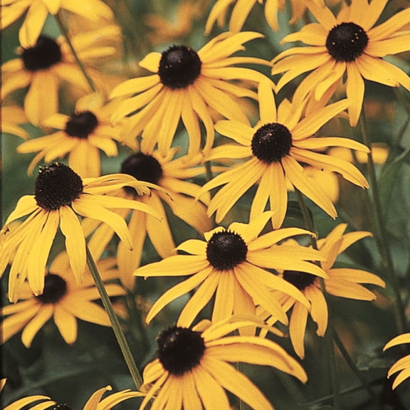 Goldstrum Rudbeckia Dormant Bare Flowering Perennial Starter Plant