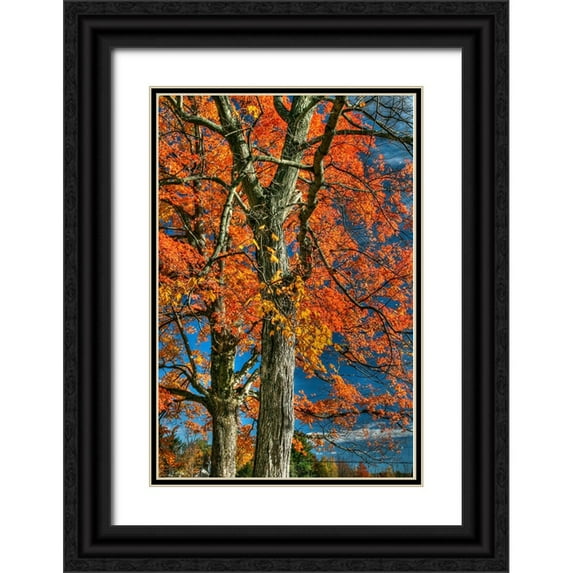 Goldwitz, Robert 17x24 Black Ornate Wood Framed with Double Matting Museum Art Print Titled - Grandparent Trees