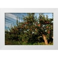 thumbnail image 1 of Goldwitz, Robert 18x13 White Modern Wood Framed Museum Art Print Titled - Apple Orchard Streaked Sky, 1 of 4