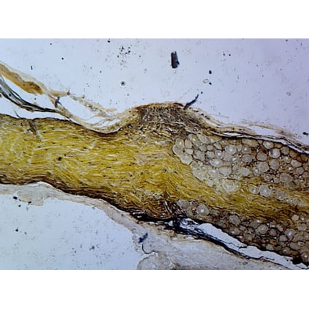 Golgi Complex from Spinal Ganglion, Mammalian; Section by Go Science Crazy