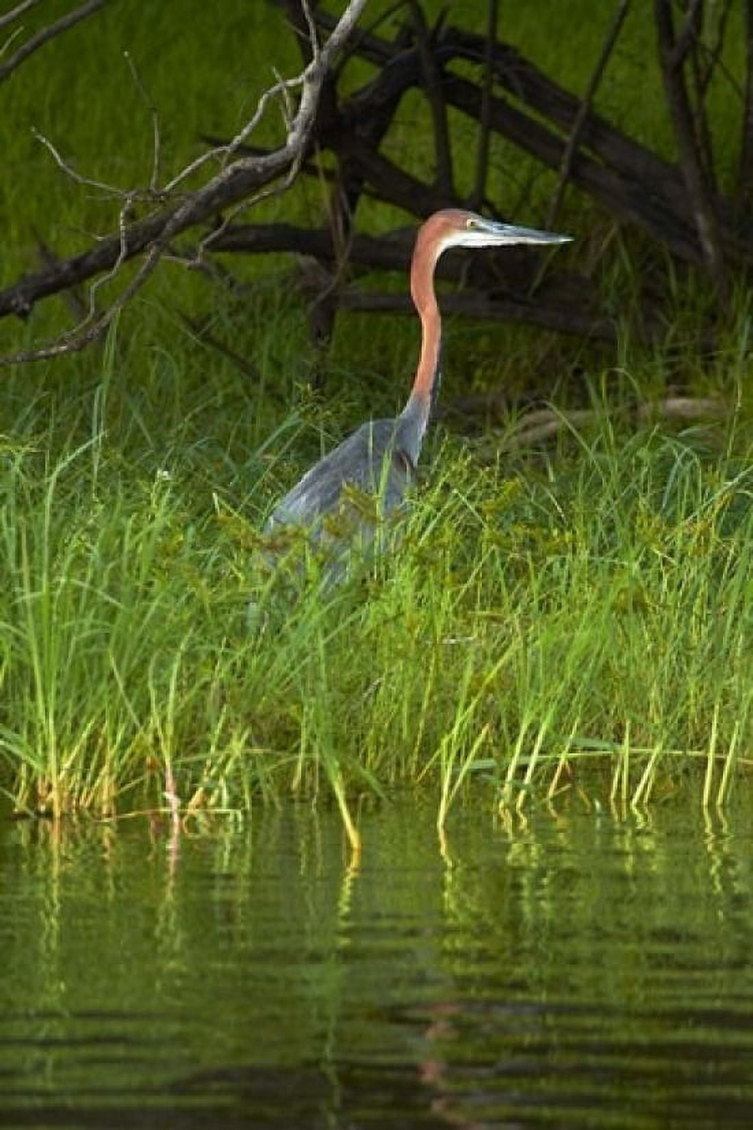 Goliath Heron along the Zambezi River Zimbabwe Africa Canvas Art - David Wall DanitaDelimont (12 x 17)