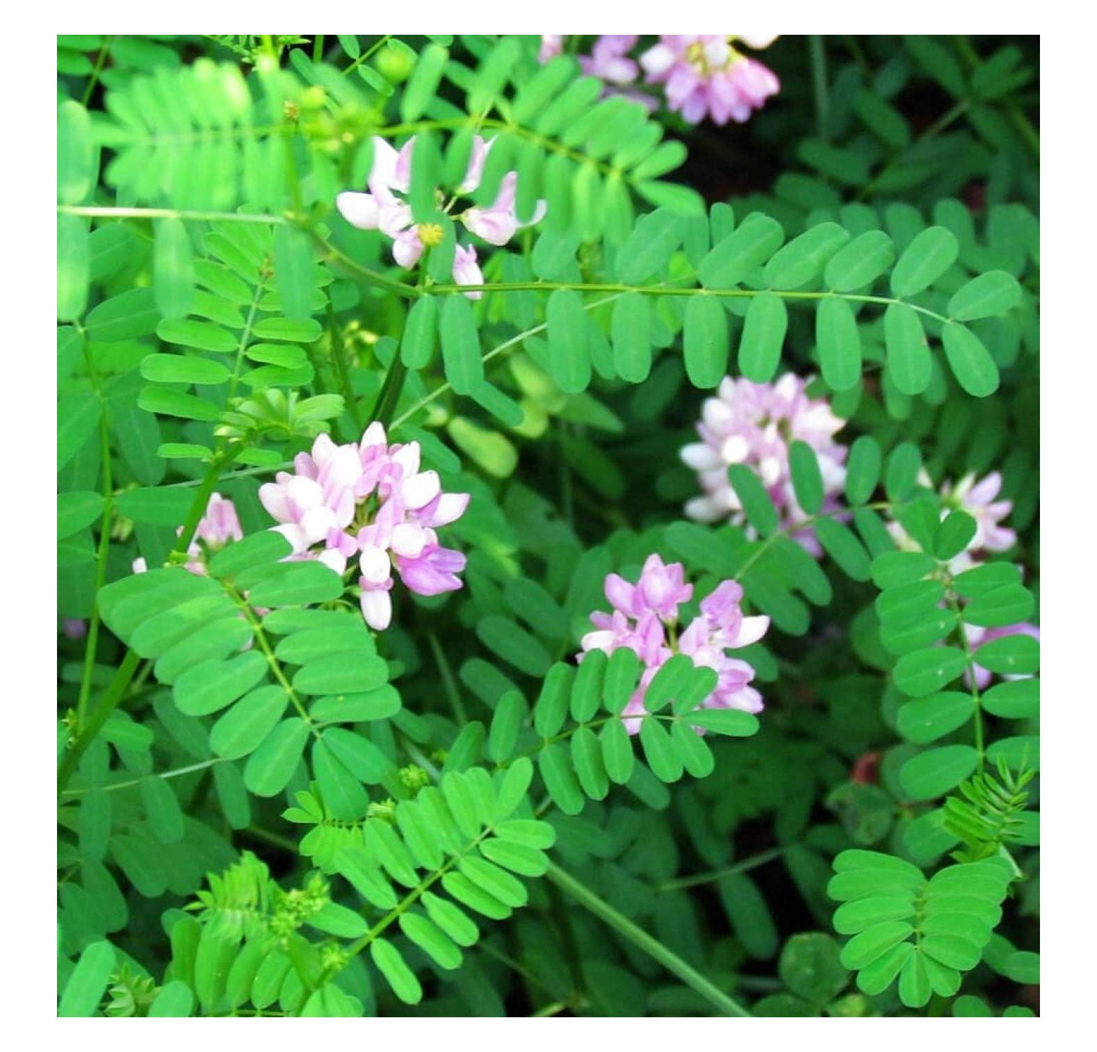GolySw 2 lb. Perennial Crown Vetch Seeds for Planting - Walmart.com