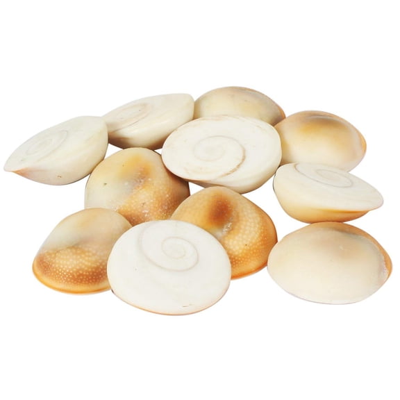 Gomati Chakra Stones Gomathi River Dwarka For Pooja , Temples -11 Pieces 10mm-15mm