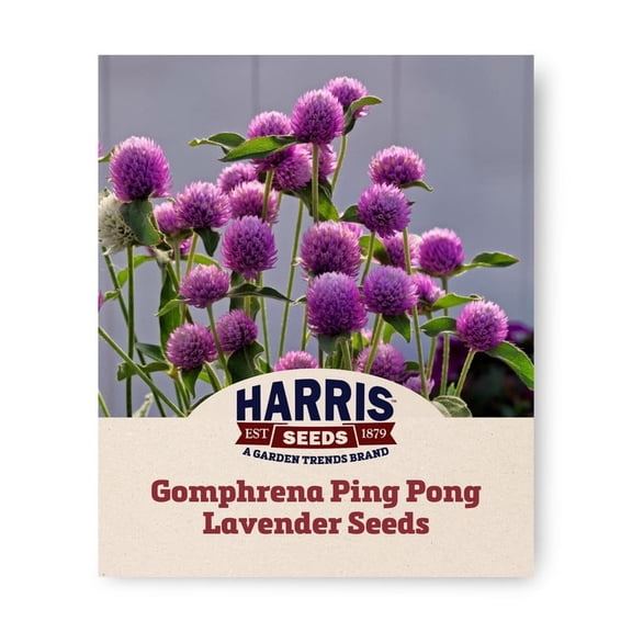 Harris Seeds Gomphrena Ping Pong Lavender, Globe Amaranth for Cut Flowers and Dried Arrangements, 50 Count