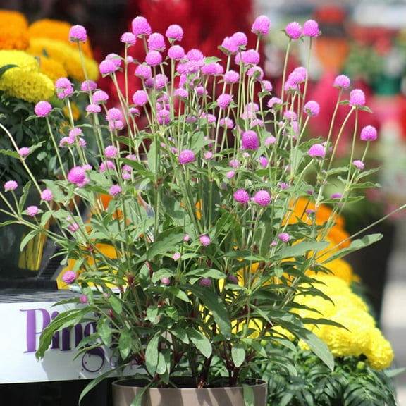 Gomphrena Ping Pong Lavender Seed