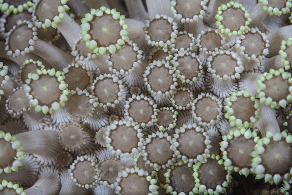 Goniopora coral polyps grow on a reef in Lembeh Strait Indonesia Canvas Art - Ethan DanielsStocktrek Images (34 x 23)