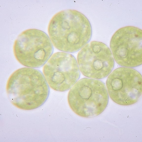 Gonium Pectorale, Living Green Algae Culture Sufficient Materials For 30 Students