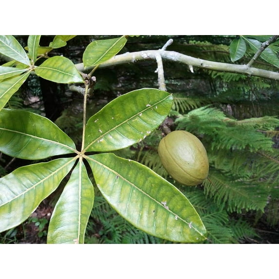 Good Fortune Tree Seeds for Planting - 6 Seeds - Water Chestnut Seeds for Planting. Bring Good Luck. Ship from Iowa, USA