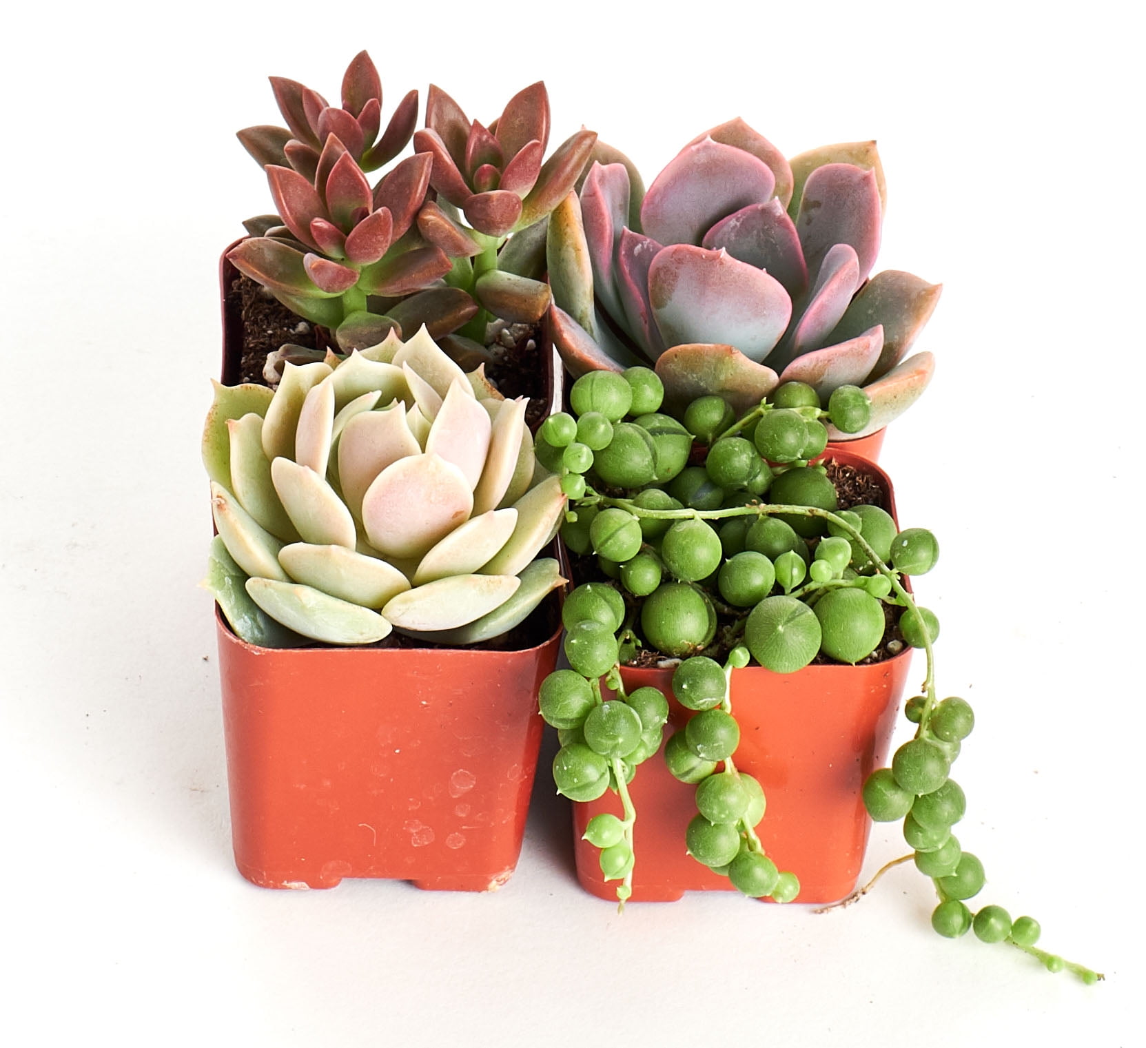 Good JuJu Succulent Collection (Four Pack of 2" Succulents) PLUS FREE GIFT by Home Botanicals