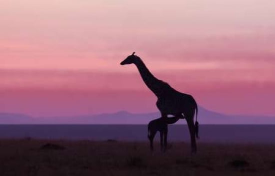 Good Morning Masai Mara 7 Canvas Art - Libor Plocek (24 x 36)