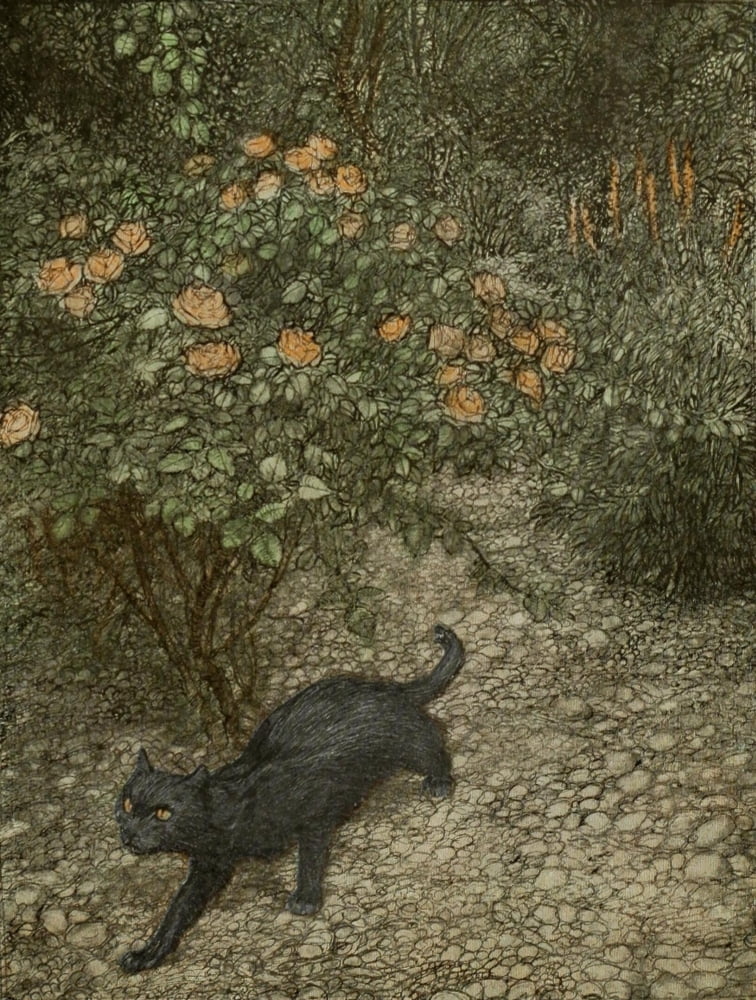 Good Night 1907 Tomasso the Cat Canvas Art - A Rackham (18 x 24)