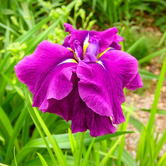 Good Omen Japanese Iris Dormant Bare Root Perennial Plant, 1-Pack
