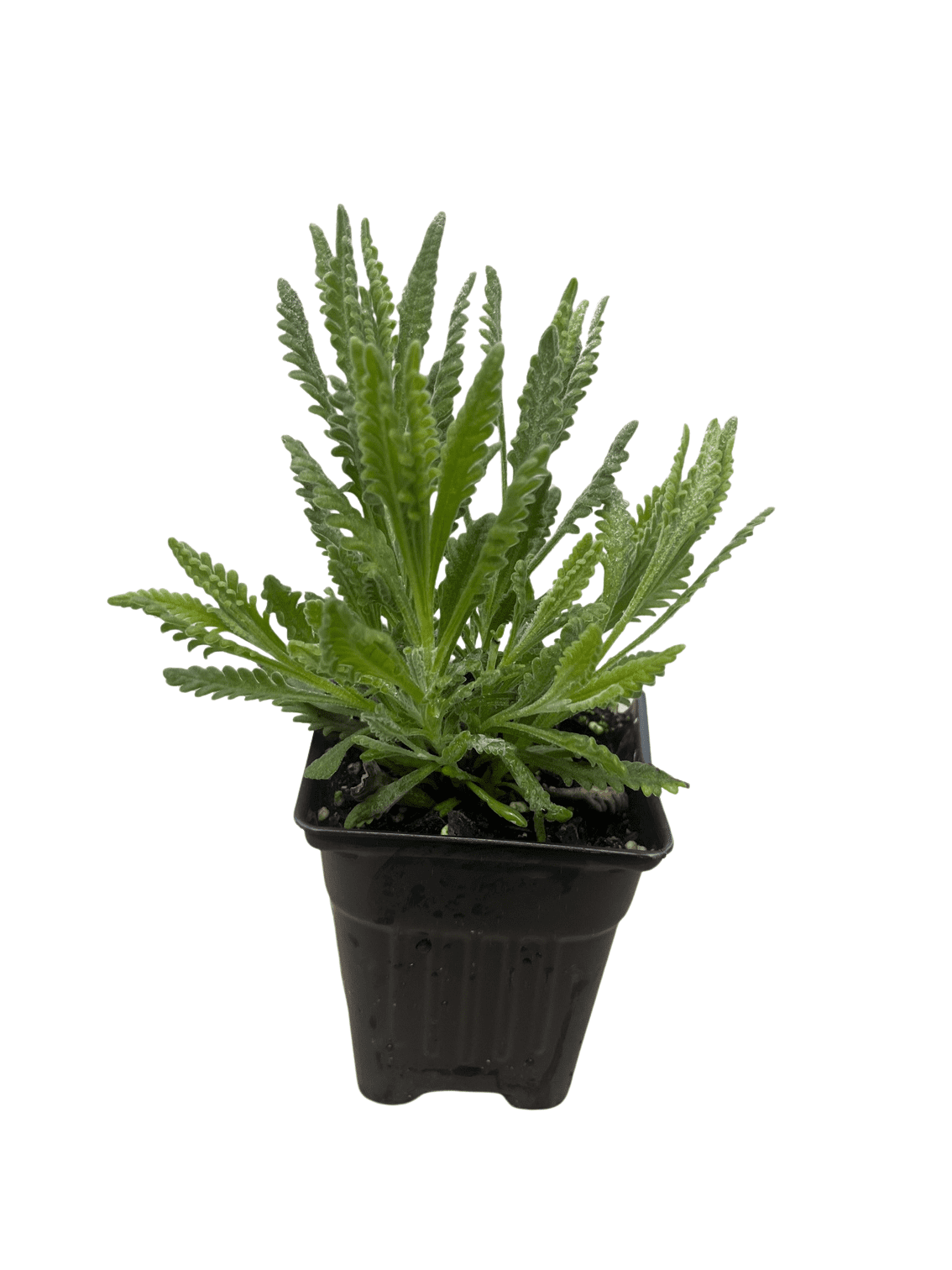 artificial philodendron leaves PHILODENDRON 48"