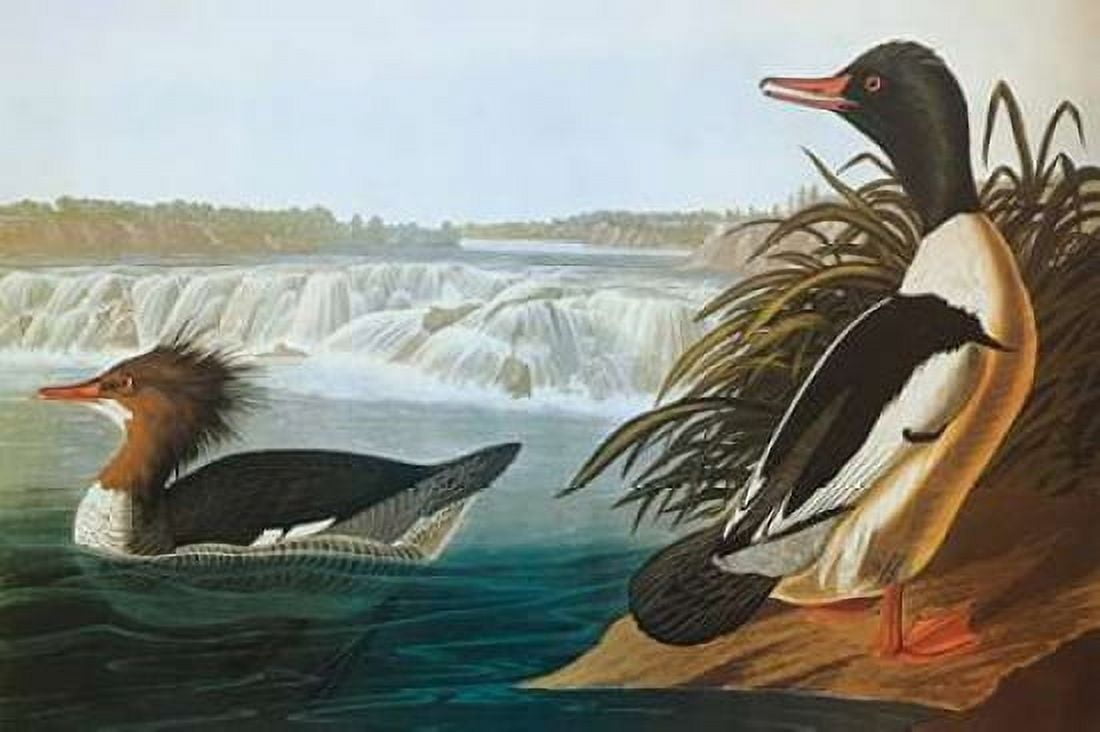 Goosander Canvas Art - John James Audubon (12 x 18)