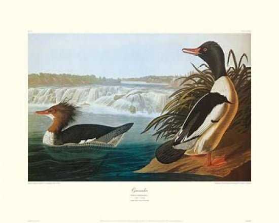 Goosander (decorative border) Canvas Art - John James Audubon (24 x 30)