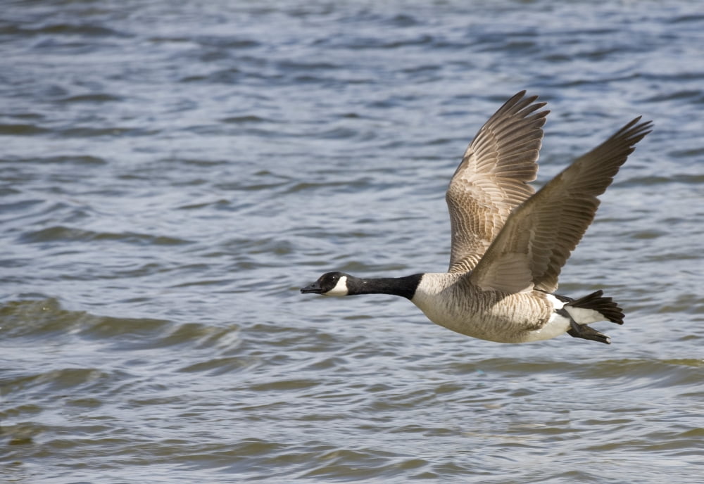 Goose Flying Over Water Canvas Art - John Short Design Pics (17 x 11)