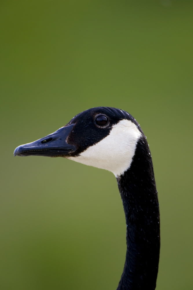 Goose Head Canvas Art - Richard Wear Design Pics (11 x 17)